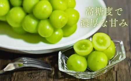 【2026年先行予約】シャインマスカット 約2kg（4~6房）※最低1.8kg以上|シャインマスカット2kg