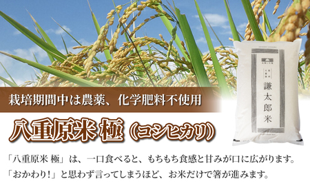 【太陽と大地】令和7年産「八重原産コシヒカリ白米「極」（栽培期間中農薬化学肥料不使用）８kg」