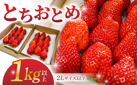 【BERRY PLANTS FACTORY】東御市産とちおとめ１kg以上　苺イチゴとちおとめ苺イチゴとちおとめ苺イチゴとちおとめ苺イチゴとちおとめ苺イチゴとちおとめ