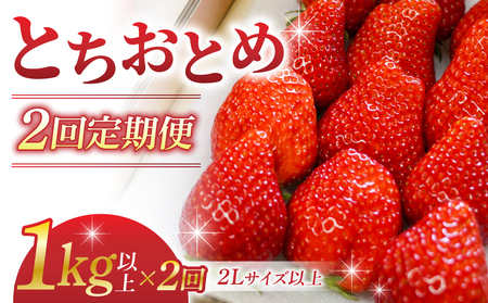【２回定期便】東御市産いちご「とちおとめ」（１kg以上）　いちご苺とちおとめいちご苺とちおとめいちご苺とちおとめいちご苺とちおとめいちご苺とちおとめ