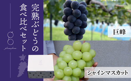 【先行受付2026年発送】完熟ぶどうの食べ比べセット（シャインマスカット×巨峰）３房、1.4kg以上｜glasses farm ※2026年9月中旬以降発送予定　 シャインマスカット種なし巨峰ぶどうシャインマスカット巨峰シャインマスカット巨峰シャインマスカット巨峰