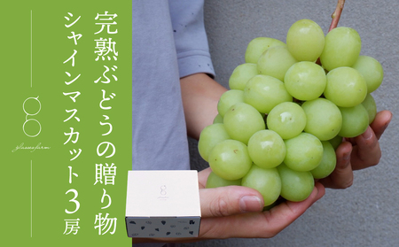 【先行受付2026年発送】完熟ぶどうの贈り物（シャインマスカット3房）｜glasses farm ※2026年9月中旬～10月下旬発送予定　シャインマスカット　贈答用　シャインマスカット　種無し　ぶどう　シャインマスカット　化粧箱入り　シャインマスカット