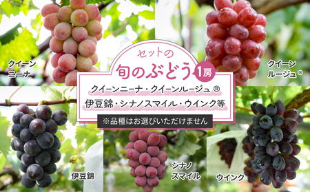 【先行受付2026年発送】シャインマスカットと旬のおすすめ品種2房セット（約1.2kg）｜秀果園※2026年9月下旬～10月下旬発送予定