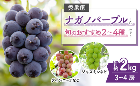 【先行受付2026年発送】ナガノパープルと旬のおすすめ2〜4種セット（合計3~4房、約2kg）｜秀果園　※2026年9月下旬～10月下旬順次発送  ぶどう 葡萄 皮ごと 種なし 高糖度 フルーツ 果物 特産品 産地直送