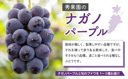 【先行受付2026年発送】ナガノパープルと旬のおすすめ2〜4種セット（合計3~4房、約2kg）｜秀果園　※2026年9月下旬～10月下旬順次発送  ぶどう 葡萄 皮ごと 種なし 高糖度 フルーツ 果物 特産品 産地直送