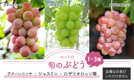 【先行受付2026年発送】ナガノパープルと旬のおすすめ2〜4種セット（合計3~4房、約2kg）｜秀果園　※2026年9月下旬～10月下旬順次発送  ぶどう 葡萄 皮ごと 種なし 高糖度 フルーツ 果物 特産品 産地直送