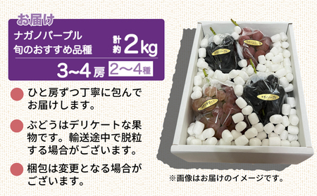 【先行受付2026年発送】ナガノパープルと旬のおすすめ2〜4種セット（合計3~4房、約2kg）｜秀果園　※2026年9月下旬～10月下旬順次発送  ぶどう 葡萄 皮ごと 種なし 高糖度 フルーツ 果物 特産品 産地直送