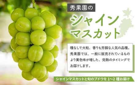 【予約受付2026年発送】シャインマスカットと旬のおすすめぶどう2〜4種セット（合計3~4房、約2kg）｜秀果園　※2026年9月下旬~10月順次発送予定