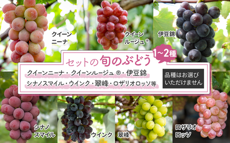 【予約受付2026年発送】シャインマスカットと旬のおすすめぶどう2〜4種セット（合計3~4房、約2kg）｜秀果園　※2026年9月下旬~10月順次発送予定