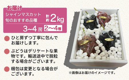 【予約受付2026年発送】シャインマスカットと旬のおすすめぶどう2〜4種セット（合計3~4房、約2kg）｜秀果園　※2026年9月下旬~10月順次発送予定