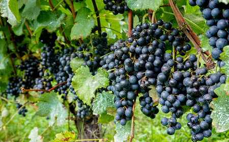 【ヴィラデストワイナリー】赤白ワイン4本セット（プリマベーラ メルロー・カベルネ & プリマベーラ シャルドネ）