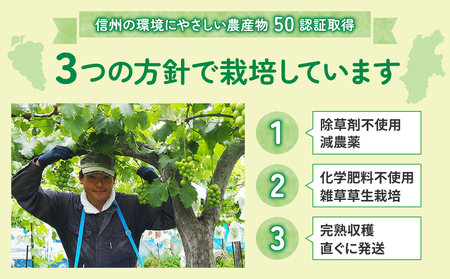 【東御こもだ果樹園】家庭用ナガノパープル約900g（３〜４房）農薬節減長野県認証