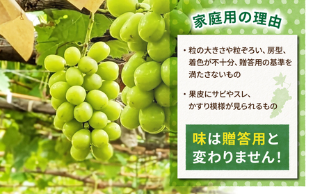 【東御こもだ果樹園】家庭用シャインマスカット４㎏（８〜１６房）農薬節減長野県認証