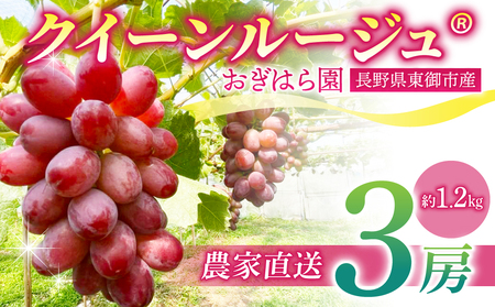 先行受付2025年発送【おぎはら園】農家直送！朝採れクイーンルージュ®３房（約１.２kg）※2025年9月下旬～10月中旬順次発送