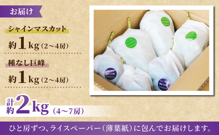 【先行受付2026年発送】ご家庭用シャインマスカットと種無し巨峰の詰め合わせ　約2kg（4～7房）｜果樹園清兵衛　※2026年9月中旬以降順次発送
