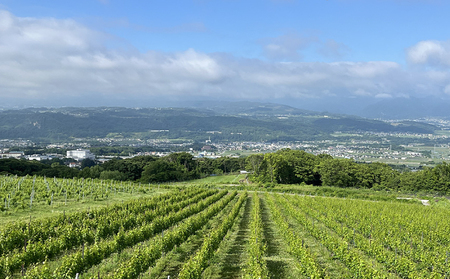 【鹿之助萬蔵】彫刻家がつくる白ワイン２種飲み比べ（２本）｜シャルドネ、ソーヴィニョンブラン、ピノ・ノアール
