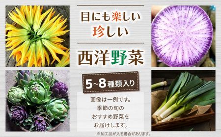 【４回定期便】季節のお野菜セット（２～３人様向け）｜アグロノーム※2026年1月以降発送