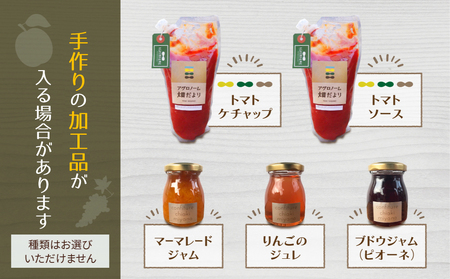 【４回定期便】季節のお野菜セット（２～３人様向け）｜アグロノーム※2026年1月以降発送