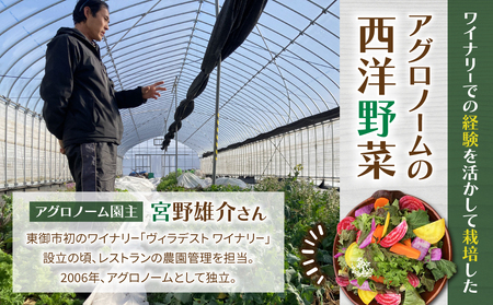 【４回定期便】季節のお野菜セット（２～３人様向け）｜アグロノーム※2026年1月以降発送