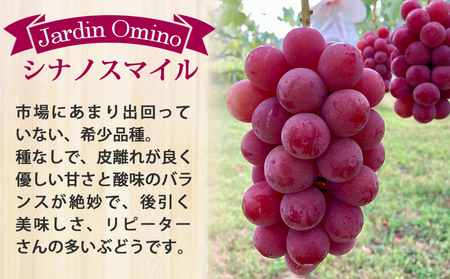 【先行受付2026年発送】シャインマスカット2房＆シナノスマイル 3房 　合計1.7kg以上｜Jardin Omino　※2026年9月初旬~10月中旬に発送予定
