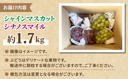 【先行受付2026年発送】シャインマスカット2房＆シナノスマイル 3房 　合計1.7kg以上｜Jardin Omino　※2026年9月初旬~10月中旬に発送予定
