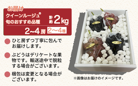 【先行受付2026年発送】クイーンルージュ（R)と旬のおすすめ2〜4種セット（合計3〜4房、約2kg）｜秀果園　※2026年9月中旬以降発送予定
