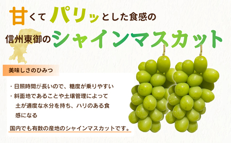 【先行受付2026年発送】シャインマスカット2kg 良品サイズ色々詰め合わせ｜Ruga grape farm※2026年9月上旬以降発送予定