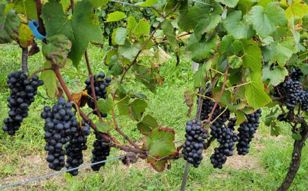 【アトリエデュヴァン】赤ワイン(ピノ・ノワール、メルロー)2019ヴィンテージセット、合計2本