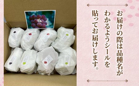 ぶどう詰め合わせ 約5kg シャイン 種なし巨峰 ナガノパープル クイーンニーナ 宮崎ぶどう園 | 8/18月 収穫6品種 お盆期間中は大変多くの方にご