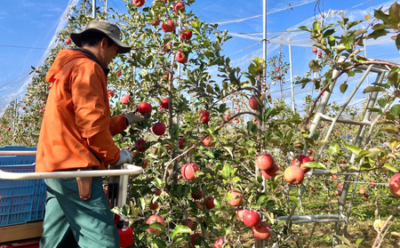 リンゴ農家が本気で作ったストレートジュース（サンふじ）１L×3本｜のららぼ農園