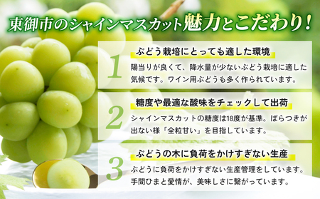 【先行受付2026年発送】東御市産シャインマスカット3kg（5～6房）【秋お届け】 