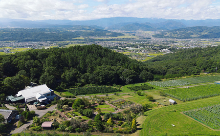 【ヴィラデストワイナリー】ベジタブルシリーズ食器　パスタボウル３枚（ズッキーニ＆ミニトマトとラディッシュ＆エンドウとナス＆ハラペーニョ）セット