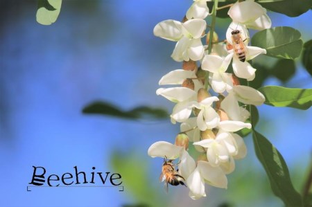 東御市産アカシアはちみつ1kg