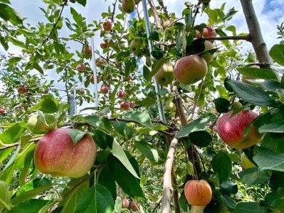 東御市で栽培された長野県オリジナルのりんご品種「シナノリップ」のジュース1本とシードル2本セット｜お酒 飲み比べ アップルジュース