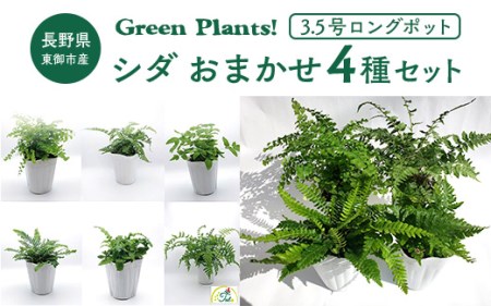 東御市産Green Plants! シダ4種セット(3.5号ロングポット)| 観葉植物 趣味 園芸