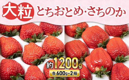 【農園直送】東御市産イチゴ(とちおとめ・さちのか)詰合せ ※2022年12月下旬~2023年5月中旬頃に順次発送予定 ※北海道・沖縄・離島への配送不可 ※着日指定不可