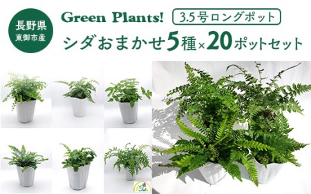 東御市産Green Plants! シダ5種20ポットセット(3.5号ロングポット)