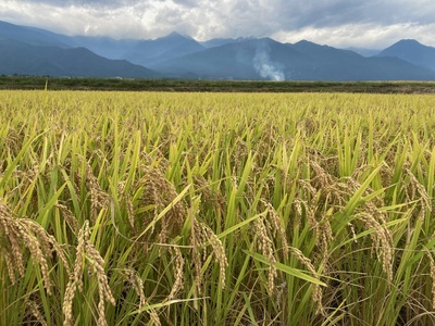 産直センター　特別栽培米コシヒカリ「８㎏」　（10月頃〜発送開始）