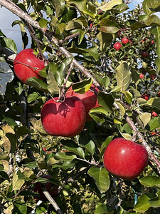 そねはら農園　サンふじりんごジュース　【1000ml×２本】