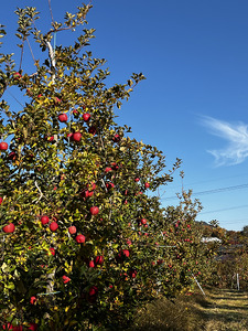 そねはら農園　サンふじりんごジュース　【1000ml×２本】