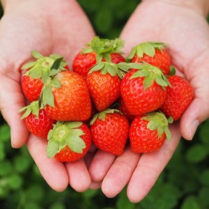 なないろ農園　安曇野のいちごがたっぷり入ったジェラート６個セット