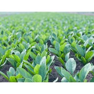 【マイルド】(無添加)ほうれん草カレーペースト(1瓶カレー5人前) 3本セット【1618202】