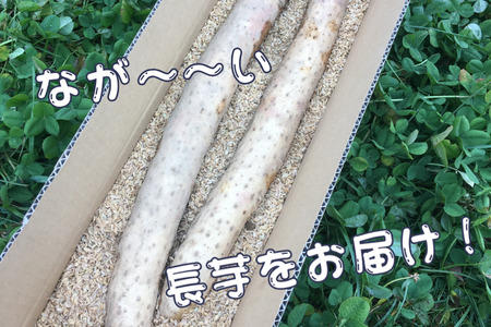 味に自信あり！北八ヶ岳の長芋　2.5キロ　レシピ付き［NK-111］