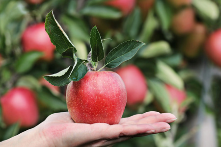 「季節の果物狩り体験券」1枚［AK-101］