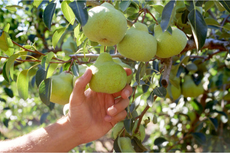 「季節の果物狩り体験券」1枚［AK-101］