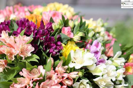華やかな　アルストロメリア【上級品・生花】花農家直送品A　９月～３月発送　花丈80cm・30本前後［KS-101］