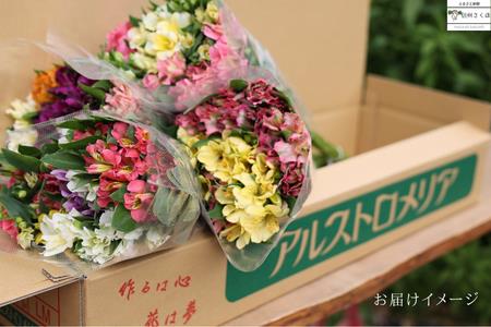 華やかな　アルストロメリア【上級品・生花】花農家直送品A　９月～３月発送　花丈80cm・30本前後［KS-101］