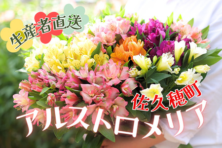 華やかな　アルストロメリア【上級品・生花】花農家直送品B　４月～８月発送　花丈80cm・30本前後［KS-102］