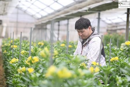 華やかな　アルストロメリア【上級品・生花】花農家直送品B　４月～８月発送　花丈80cm・30本前後［KS-102］