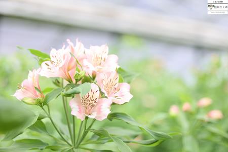 華やかな　アルストロメリア【上級品・生花】花農家直送品B　４月～８月発送　花丈80cm・30本前後［KS-102］